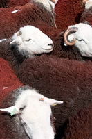 Rampsgill Head, Allen Crags, Walton, Bewaldeth, Herdy Art, Bowfell, Barrow, Kentmere Pike, Herdy Sheep Artist, Sergeant Man, Ennerdale Bridge, Herdwick Sheep Sketch, Herdwick Sheep Oil Painting, Thornthwaite Crag, Herdy Ewe, Kearstwick, Herdy Wall Art, Herdy Sketches, White Side, Eel Crag (Crag Hill), Grey Friar, Herdwick Sheep Oil Painting, Garrigill, Herdwick, Loft Crag, Herdwick Drawings, Herdwick, Ravenglass, Baycliff, Bouth, Low Wood,  Lake District, Cumbria.