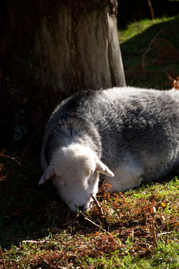 Bardsea Farm Lakeland Sheep - Lakeland Photos - Art Prints Bardsea Farm Lakeland Sheep