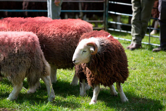 Colton Lakeland Sheep - Lakeland Photos - Art Prints Colton Lakeland Sheep