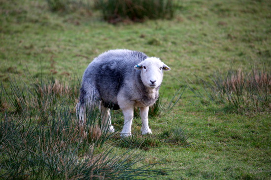 Kirkbride Farm Herdwick Sheep
