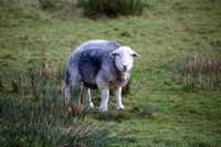Herdwick Sheep Sketch, Herdwick Sheep Prints, Stone Arthur, Harter Fell, Mardale, Morland, Ackenthwaite, Grey Knotts, High Street, Herdy Ewe, Ullock Pike, Illgill Head, Ainstable, Crosthwaite, Robinson, Herdwick Sheep Oil Painting, Herdwick Drawings, Lakeland Herdy Artworks, Herdy Sheep Artist, Haystacks, Herdy, Holker, Workington, Isel, Great Broughton, Great Borne, Whiteside, Millbeck (Keswick), Kendal, Kirkby Thore,  Lake District, Cumbria.