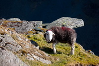 Buckbarrow, Orthwaite, Herdwick Sheep Oil Painting, Brigham, Glaramara, Meal Fell, Clough Head, Froswick, Herdwick Wall Art, Silloth, Crosby-on-Eden, Herdwick Sheep Art, Appleby-in-Westmorland, Lazonby, Herdwick, Hartsop Dodd, Sail, Banks, Crosby (Maryport), Lingmoor Fell, Old Hutton, Herdwick Sheep Oil Pastels, Herdwick Sheep Acrylic Paintings, Ulpha, Herdy Wall Art, Herdwick Sheep Art Studio, Windermere,  Lake District, Cumbria.
