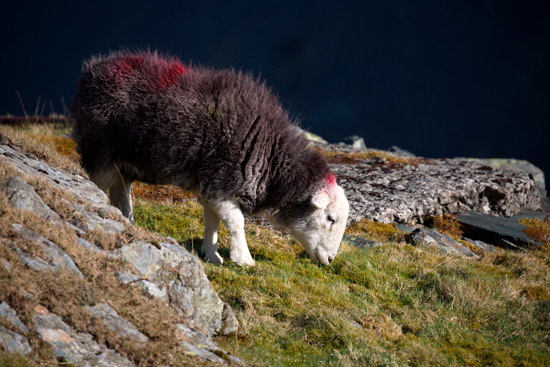 Casterton Farm Lake district Sheep - Lakeland Photos - Art Prints Casterton Farm Lake district Sheep