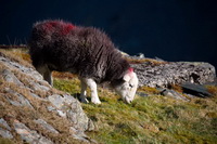 Clough Head, Herdies, Herdwick, Anthorn, Herdwick Sheep Sketch, Blake Fell, High Raise, Herdy Sketch, Herdwick Sheep, Mungrisdale, Kirkhouse, Whitehaven, Ulverston, Bakestall, Hartsop above How, Holme St. Cuthbert, Bleaberry Fell, Eel Crag (Crag Hill), Starling Dodd, Westward, Great Salkeld, Herdwick Sheep Oil Painting, Herdy Art, Aglionby, Herdwick, Herdwick Sheep Oil Painting, Bewcastle,  Lake District, Cumbria.