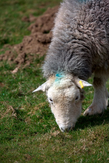 Thunacar Knott Lakeland Sheep