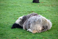 Drumburgh, Culgaith, Hethersgill, Herdwick Sheep Oil Pastels, Rest Dodd, High Pike (Caldbeck), Mixed-Media Herdy Art, Lakeland Herdy Artworks, Sedbergh, Broughton Mills, Herdwick Sheep Sketch, Buttermere, Scaleby, Birkhouse Moor, Nethermost Pike, Scoat Fell, Herdwick Sheep Art, Herdwick Artwork, Herdwick, Loft Crag, Wether Hill, Yoke, Skiddaw Little Man, Embleton, Herdies, Hart Side, Cold Pike, High Bankhill, Herdwick Sheep Prints,  Lake District, Cumbria.