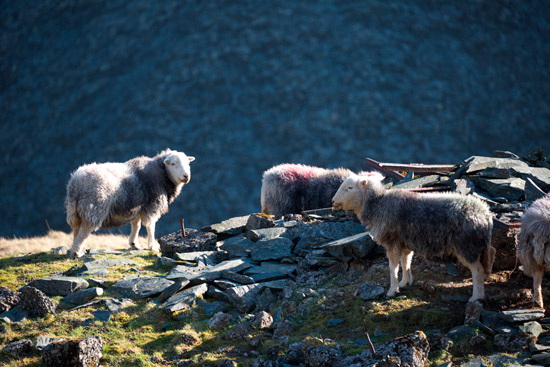 Ulverston Valley Herdwick Sheep - Lakeland Photos - Art Prints Ulverston Valley Herdwick Sheep