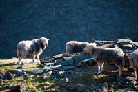Hartsop above How, Burton-in-Kendal, Aspatria, Bowscale Fell, Kirkby Stephen, Sergeant Man, Kidsty Pike, Mixed-Media Herdy Art, Crag Fell, Herdwick Sheep Oil Pastels, Kearstwick, Little Mell Fell, Piel Island, Buttermere, Herdy, Herdwick Sheep Acrylic Paintings, Lakeland Herdy Artworks, Bardsea, Staveley (Kendal), Herdy Art, Scoat Fell, Raughton Head, Herdwick Sheep Art Studio, Gamblesby, Great End,  Lake District, Cumbria.