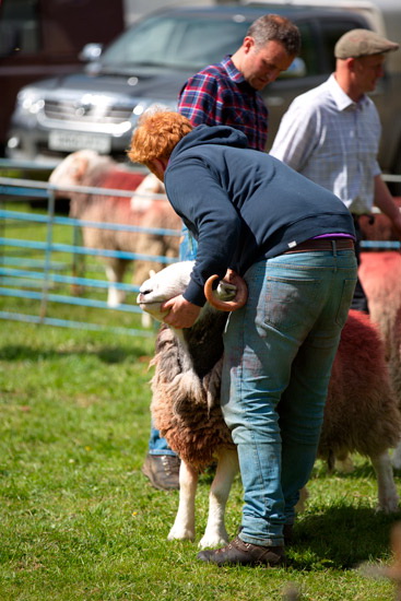 Caldbeck Herdwick Sheep - Lakeland Photos - Art Prints Caldbeck Herdwick Sheep