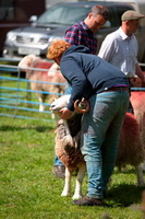 Bridekirk, Grisedale Pike, Mixed-Media Herdy Art, Herdwick Sheep Prints, Herdwick Sheep Oil Pastels, Bakestall, Scafell Pike, Isel, Swarthmoor, Hen Comb, Leasgill, Thunacar Knott, Low Fell, Loadpot Hill, Herdies, Castle Carrock, Herdwick Sheep, Red Pike (Wasdale), Herdwick Sheep Art, Herdy Sketches, Longtown, Watch Hill, Ard Crags, Angletarn Pikes, Lindale, Lakeland Sheep, Low Wood, Holker,  Lake District, Cumbria.