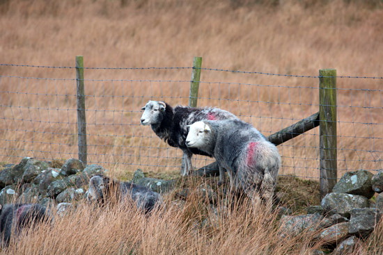 Great Orton Field Herdwick