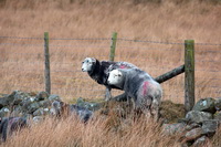 Little Mell Fell, Herdwick Sheep Oil Painting, Dow Crag, Cliburn, Tirril, Endmoor, Herdwick, Mellbreak, Harrison Stickle, Arkleby, Herdwick Artwork, Allonby, Saint Sunday Crag, Whitehaven, Herdy Sheep Artist, Herdwick Wall Art, Herdy Art, Gavel Fell, Waterhead, Birks, Thurstonfield, Lakeland Herdy Artworks, Bonscale Pike, Herdwick Sheep Oil Painting, Ullock Pike, Seatallan, Tallentire, Herdwick Sheep Art Studio, Outerside, Seathwaite (Borrowdale), Brampton (Carlisle), Rossett Pike,  Lake District, Cumbria.