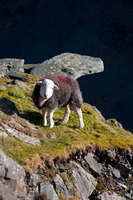 Herdwick Photo
