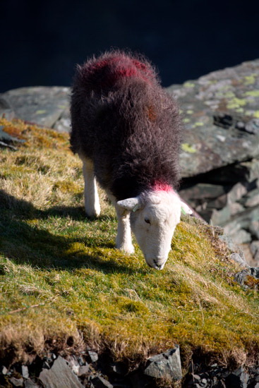 Lingmell Lakeland Sheep