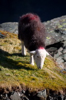 Lakeland Sheep, Herdwick, Herdwick Sheep Oil Pastels, Barrows Green, Lingmoor Fell, Herdwick Artwork, Moor Row, Buttermere, Herdies, Swinside, Rannerdale Knotts, Loft Crag, Shipman Knotts, Herdwick Sheep Oil Painting, Old Town, Maiden Moor, Steeple, Pike of Blisco, Herdwick Ewe, Herdwick Company, Whitbeck, Herdwick Sketches, Watermillock, Seathwaite (Duddon Valley), Firbank Fell, Birkhouse Moor, Ireby, Herdwick Sheep Sketch, Herdwick Sheep Oil Painting,  Lake District, Cumbria.