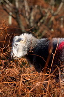 Herdies, Sandwith, Herdwick Sheep Art Studio, Herdwick Sheep, Herdwick Sheep Art, Cockermouth, Grinsdale, Herdwick, Skiddaw Little Man, Bouth, High Hartsop Dodd, Herdwick Drawings, Lakeland Sheep, Bowfell, Low Wood, Lowick, Sour Howes, Herdwick Sheep Sketch, Ulverston, Little Mell Fell, Whiteless Pike, Herdwick, Mixed-Media Herdy Art, Loweswater, Great Dodd, Herdwick Wall Art, Stone Arthur, Waberthwaite,  Lake District, Cumbria.