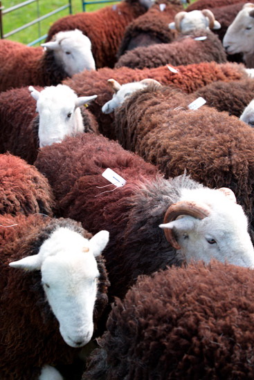 High Pike (Scandale) Farm Herdwick