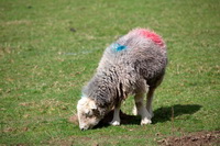 Applethwaite, Herdy Sketch, Watch Hill, Garrigill, Herdwick Sheep Prints, Herdy Sketches, Great Salkeld, Herdwick Sheep Art, Branthwaite (Workington), Penruddock, Froswick, Eel Crag (Crag Hill), Stybarrow Dodd, Crinkle Crags, Starling Dodd, Corney, Herdy Art, Casterton, Barf, Herdwick Sheep, High Stile, Herdwick Sheep Acrylic Paintings, Robinson, Tirril, Catbells, Ulpha, Wetheral, Herdies, Herdwick Sheep Oil Painting, Herdy Sheep Artist,  Lake District, Cumbria.