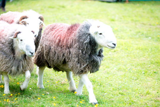 Cumdivock Field Lake district Sheep
