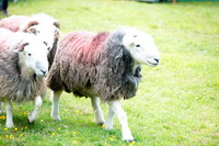 Yoke, Brandreth, Sandwith, Herdy Ewe, Herdwick Sheep, Herdwick Sheep Oil Painting, Ling Fell, Mixed-Media Herdy Art, Whinlatter, Cumdivock, Slate Fell, High Seat, Rampsgill Head, Herdwick Sheep Sketch, Staveley (Kendal), Appleby-in-Westmorland, Kirkby Thore, Gilcrux, Hart Side, Herdy Sketches, Herdwick Sheep Art Studio, Hartsop Dodd, Kidsty Pike, Lupton, Whiteside, Herdwick, Lakeland Sheep, Sandside, Barrows Green, Great Strickland, High Street, Herdwick Sheep Prints,  Lake District, Cumbria.