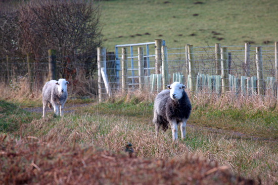 Dent Valley Lake district Sheep - Lakeland Photos - Art Prints Dent Valley Lake district Sheep