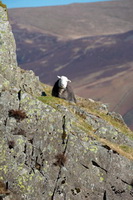 Herdwick Drawings, Selside, Herdwick Sheep Acrylic Paintings, Bothel, Hen Comb, Hartsop, Morland, Herdwick Sheep Oil Painting, Roa Island, Cleator Moor, Herdwick Sheep Oil Pastels, Lank Rigg, Great Rigg, Lakeside, Carrock Fell, Blake Fell, Herdwick Sheep Prints, Mixed-Media Herdy Art, Braithwaite, Herdwick Sheep Sketch, Herdwick Wall Art, Seathwaite Fell, Bleaberry Fell, Warwick Bridge, Grange-Over-Sands, Pavey Ark, Buck Pike, Herdwick Sheep Art, Herdwick Sheep, Rottington, Herdy Art,  Lake District, Cumbria.