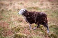 Steel Knotts, Coniston Old Man, Bonscale Pike, Mixed-Media Herdy Art, Herdwick Sheep Acrylic Paintings, Blencow, Herdy Sheep Artist, Kirkby Lonsdale, Herdwick Sheep Sketch, Herdwick Sheep Prints, Middle Dodd, Yoke, Milnthorpe, Herdwick, Crook, Cumwhitton, Workington, Herdy Ewe, Froswick, Herdy Art, Herdwick Sheep Oil Painting, Whinlatter, Great Salkeld, Troutbeck (Penrith), Seat Sandal, Herdy Wall Art, Gowbarrow Fell, Watendlath, High Hartsop Dodd, Broughton Mills, Lakeland Herdy Artworks,  Lake District, Cumbria.