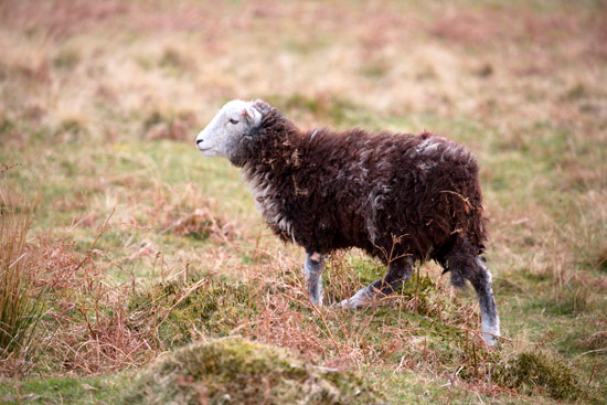 Tirril Herdwick