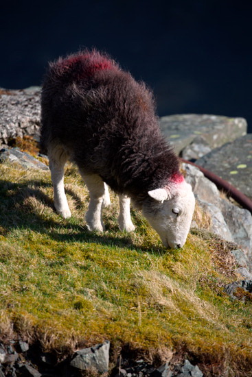 Colton Lake district Sheep