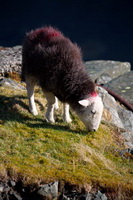 Lakeland Sheep, Great Cockup, Lonscale Fell, Herdwick Sheep Art, Firbank Fell, Moresby, Greystoke, Crag Fell, Lingmell, Herdy Art, Herdwick, Herdwick Artwork, Caldbeck, Blencathra, Askham, Herdwick Sheep Acrylic Paintings, Rydal, Old Hutton, Branthwaite (Workington), Carrock Fell, Welton, Mixed-Media Herdy Art, Kirkhouse, Red Screes, Herdy Wall Art, Low Fell, Herdwick Sheep Oil Painting, Seathwaite Fell, Dearham, Hutton Roof, Herdies, Herdwick Sheep Prints,  Lake District, Cumbria.