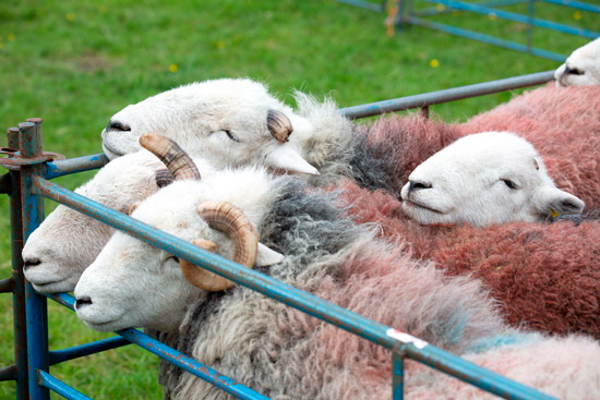 Long Side Farm Herdwick Sheep - Lakeland Photos - Art Prints Long Side Farm Herdwick Sheep