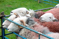 Herdwick Sheep Prints, Hen Comb, Herdwick Sheep, Herdy Ewe, Plumpton (Penrith), Tarn Crag (Easedale), Herdies, Lindale, Newton Arlosh, Shap, Herdwick Sheep Oil Pastels, Dalston, Catbells, Herdwick Sheep Art Studio, Armathwaite, Wetherlam, Arkleby, The Nab, Scafell Pike, Loughrigg Fell, Blencogo, Hutton Roof (Kirkby Lonsdale), Base Brown, Nab Scar, Buck Pike, Herdwick Sheep Art, Stanah, Herdwick, Abbeytown, Herdwick, Herdy Wall Art, Ill Bell, Herdy Sheep Artist,  Lake District, Cumbria.