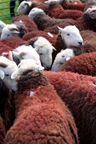Birks Lakeland Sheep