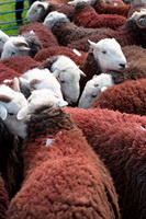 Buck Pike, Beetham, Stybarrow Dodd, Herdwick Art Studio, Herdwick Sheep, Raven Crag, Harrison Stickle, Herdwick Sketches, Brigsteer, Allen Crags, Harrington, Skelwith Bridge, Lakeland Sheep, Lank Rigg, Great End, Herdwick Sheep Oil Pastels, Herdwick Sketch, Herdwick Sheep Art, Herdwick Ewe, Catterlen, Bowfell, Hen Comb, Herdwick Drawings, Sebergham, Saint Sunday Crag, Colton, Herdwick Sheep Prints, Wythop Mill, Greysouthen, Temple Sowerby, Herdwick, Talkin, Grinsdale,  Lake District, Cumbria.