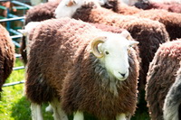 Causey Pike, Herdwick Sheep Art Studio, Herdy, Frizington, High Tove, Lazonby, Silloth, Red Pike (Wasdale), Torpenhow, Great Cockup, Raughton Head, Grey Crag, Herdwick Sheep Prints, Herdwick Sheep Oil Painting, Lamplugh, Arnison Crag, Asby (Workington), Burnbank Fell, Near Sawrey, Dodd, Herdwick Sheep Acrylic Paintings, Mixed-Media Herdy Art, Herdwick Sheep, Crosscanonby, Shipman Knotts, Hen Comb, Holker, Grayrigg Forest, Herdwick Sheep Sketch, Herdwick Sheep Art, Burnbanks, Herdy Wall Art, Herdy Ewe, Bowscale,  Lake District, Cumbria.