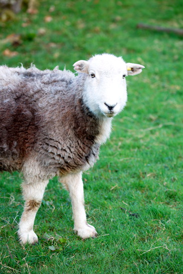 Hart Side Field Lakeland Sheep - Lakeland Photos - Art Prints Hart Side Field Lakeland Sheep