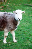 Grike, Herdwick, Herdwick Sheep Acrylic Paintings, Herdy Sheep Artist, Herdwick Drawings, Wetherlam, Loadpot Hill, Herdwick Sheep Art Studio, Herdy Wall Art, Herdy Ewe, Orthwaite, Lakeland Herdy Artworks, Herdwick, Armboth Fell, Aglionby, Herdwick Sheep Oil Painting, Clough Head, Grisedale Pike, Dalton-in-Furness, Banks, Casterton, Kentmere Pike, Colthouse, Kirkby Stephen, Ormathwaite, Hart Crag, Swirl How, High Seat, Watch Hill, Colton,  Lake District, Cumbria.