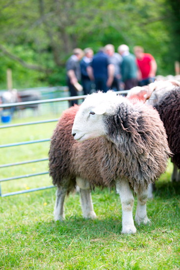 Bowness-on-Windermere Farm Herdwick