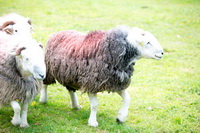 Plumbland, Bannerdale Crags, Herdwick, Steel Knotts, Herdwick Sheep Oil Painting, Cartmel, Far Sawrey, High Stile, Slate Fell, Herdwick Artwork, Herdwick Wall Art, Herdwick Sheep Oil Painting, Brockleymoor, Drybeck, Place Fell, Herdies, Seathwaite Fell, Hallbankgate, Herdy Wall Art, Helm Crag, Croglin, Grinsdale, Dollywaggon Pike, Causey Pike, Lakeland Herdy Artworks, Haycock, Bromfield, Barbon,  Lake District, Cumbria.