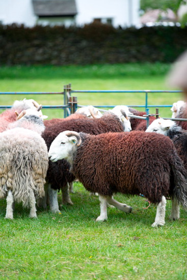 Catstycam Valley Herdwick