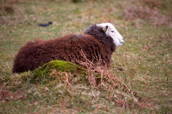 Birkhouse Moor Field Herdwick
