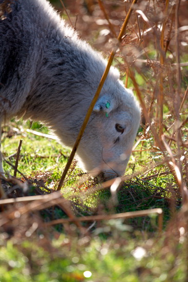 Durdar Herdwick Sheep - Lakeland Photos - Art Prints Durdar Herdwick Sheep