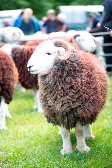 Hartsop Valley Lake district Sheep - Lakeland Photos - Art Prints Hartsop Valley Lake district Sheep