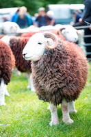 Isle of Walney, Bonscale Pike, Kirk Fell, Crook, Brae Fell, Catbells, Red Pike (Wasdale), Herdwick Sheep Oil Pastels, Broughton Mills, Wigton, Abbeytown, Mardale Ill Bell, Troutbeck (Windermere), Helvellyn, Herdwick Sheep Acrylic Paintings, Port Carlisle, Herdwick, Herdwick Artwork, Cark (Cartmel), Herdies, Langwathby, Herdy Wall Art, Kendal, Lakeland Herdy Artworks, Herdy Sketches, Hopegill Head,  Lake District, Cumbria.