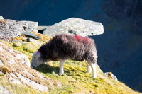 Grayrigg, Mixed-Media Herdy Art, Rampside, Herdwick Wall Art, Herdwick Artwork, Herdy Ewe, Blencathra, Hoff, Green Gable, Robinson, Grange Fell, Backbarrow, Arnside, Croglin, Herdwick Sheep Art Studio, Irthington, Wiggonby, Meal Bank, Herdwick Sheep Art, Esk Pike, Whiteless Pike, Buck Pike, Herdy, St. Bees, Herdwick Sheep Sketch, Great Borne, Herdy Wall Art, Herdwick Sheep, Herdy Sketch, High Pike (Scandale), Loft Crag, Hartley,  Lake District, Cumbria.