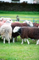 Walton, Herdwick Sheep Prints, Bardsea, Herdwick Sheep Oil Painting, Hayton (Aspatria), Arkleby, Mixed-Media Herdwick Art, Clough Head, Houghton, Lupton, Lakeland Sheep, Herdwick Art, Waberthwaite, Great Asby, Herdwick Artwork, Armboth Fell, Hartsop above How, Herdwick Sheep Oil Pastels, Herdwick Art Studio, Whiteless Pike, Grike, Barrow, Herdies, Herdwick Sheep Art, Blindcrake, Troutbeck Tongue, Whin Rigg, Herdwick Sheep Sketch, Herdwick,  Lake District, Cumbria.