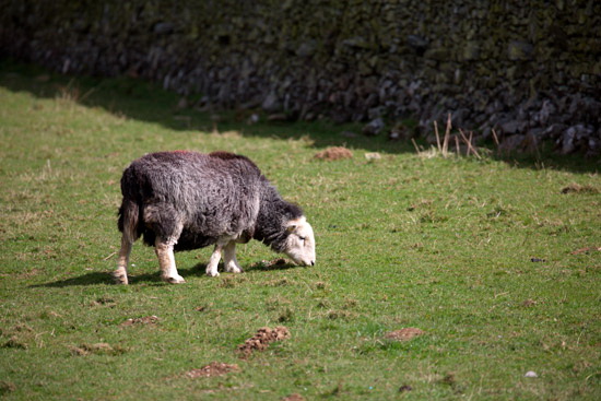 Shipman Knotts Herdwick - Lakeland Photos - Art Prints Shipman Knotts Herdwick