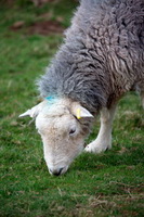 Lowthwaite Fell, Parton, Burnbank Fell, Thursby, Skiddaw, Cark (Cartmel), High Spy, Kentmere, Great Crosthwaite, Herdwick Sheep Art Studio, Rampside, Sergeant Man, Mixed-Media Herdy Art, Winster, Herdy Wall Art, Herdwick Sheep Oil Painting, Herdy Art, Herdwick Sheep Acrylic Paintings, Arnside, Herdwick Sheep Oil Painting, Ill Bell, Lakeland Herdy Artworks, Tarn Crag (Far Eastern Fells), Herdy Ewe, Blea Rigg, Lakeland Sheep,  Lake District, Cumbria.