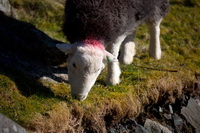 Wiggonby, Graystones, Herdy, Herdwick Sheep Art, Boltongate, Herdy Sketches, Hard Knott, Great Crag, Sail, Herdwick Wall Art, Herdwick, Saint Sunday Crag, Herdwick Artwork, Santon Bridge, Kirkbride, Robinson, Herdwick Sheep Art Studio, Branthwaite (Workington), Sandside, Herdwick Sheep Acrylic Paintings, Silver How, Herdy Sketch, Crooklands, Herdwick Sheep Oil Pastels, Abbeytown, Herdwick Sheep, Maiden Moor, High Seat, Herdwick Drawings, Kentmere Pike, Calf Crag, Hallin Fell,  Lake District, Cumbria.