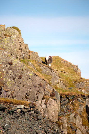 Abbeytown Field Herdwick